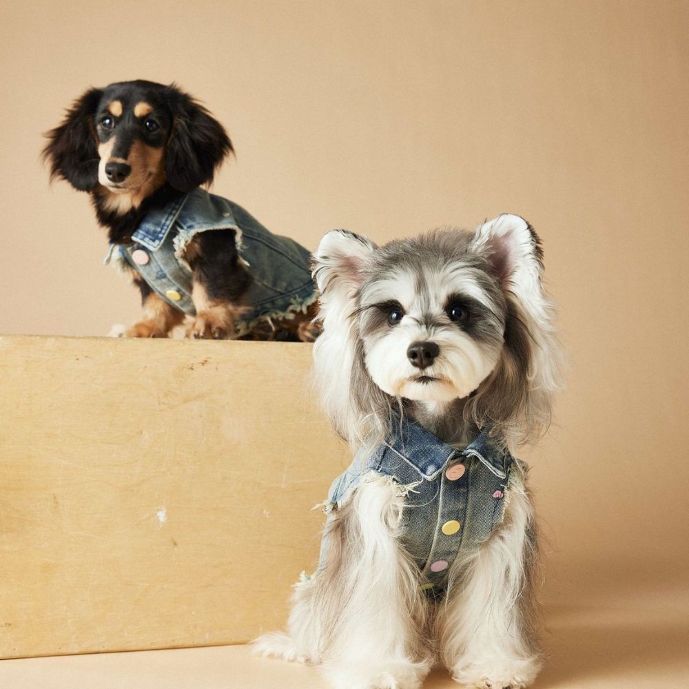 Spring Summer Embroidered Frayed Denim Dog Vest