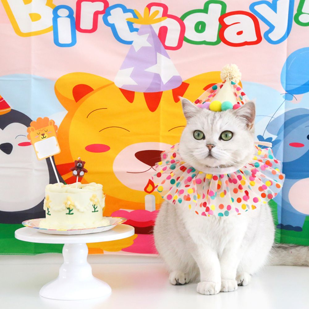Birthday Party Cat Costume