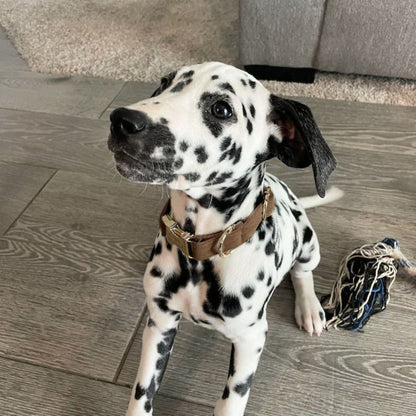 Personalized Velvet Dog Collar with Custom Engraved Metal Buckle