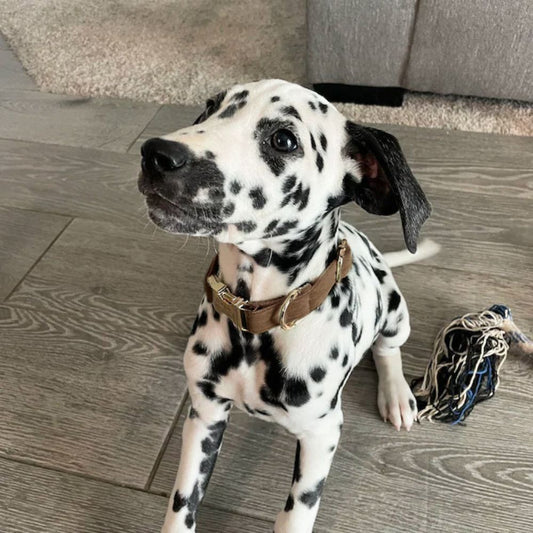 Personalized Velvet Dog Collar with Custom Engraved Metal Buckle