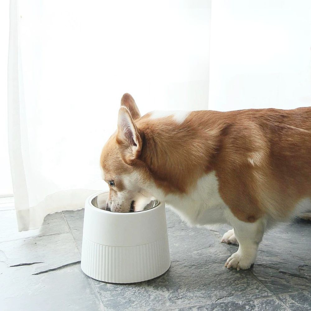 Elevated Stainless Steel Dog Bowl with Detachable Base