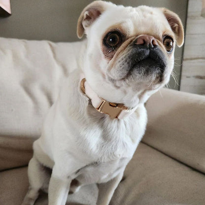 Personalized Velvet Dog Collar with Custom Engraved Metal Buckle