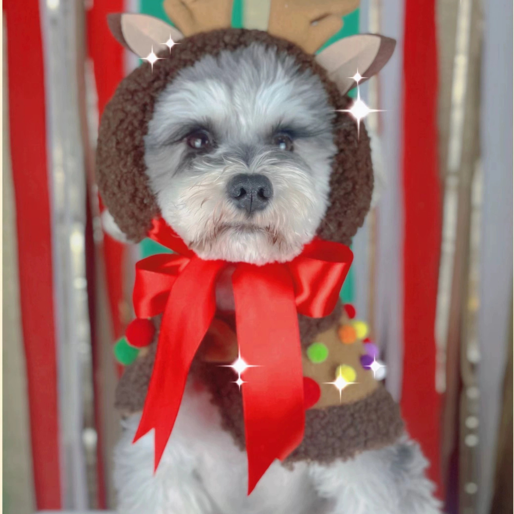 Christmas Dog Scarf Cape | Funny Holiday Pet Accessories