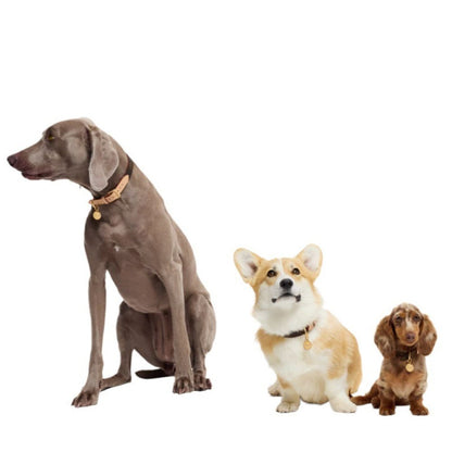 Murakami Style Genuine Leather Dog Collar with Gold Buckle