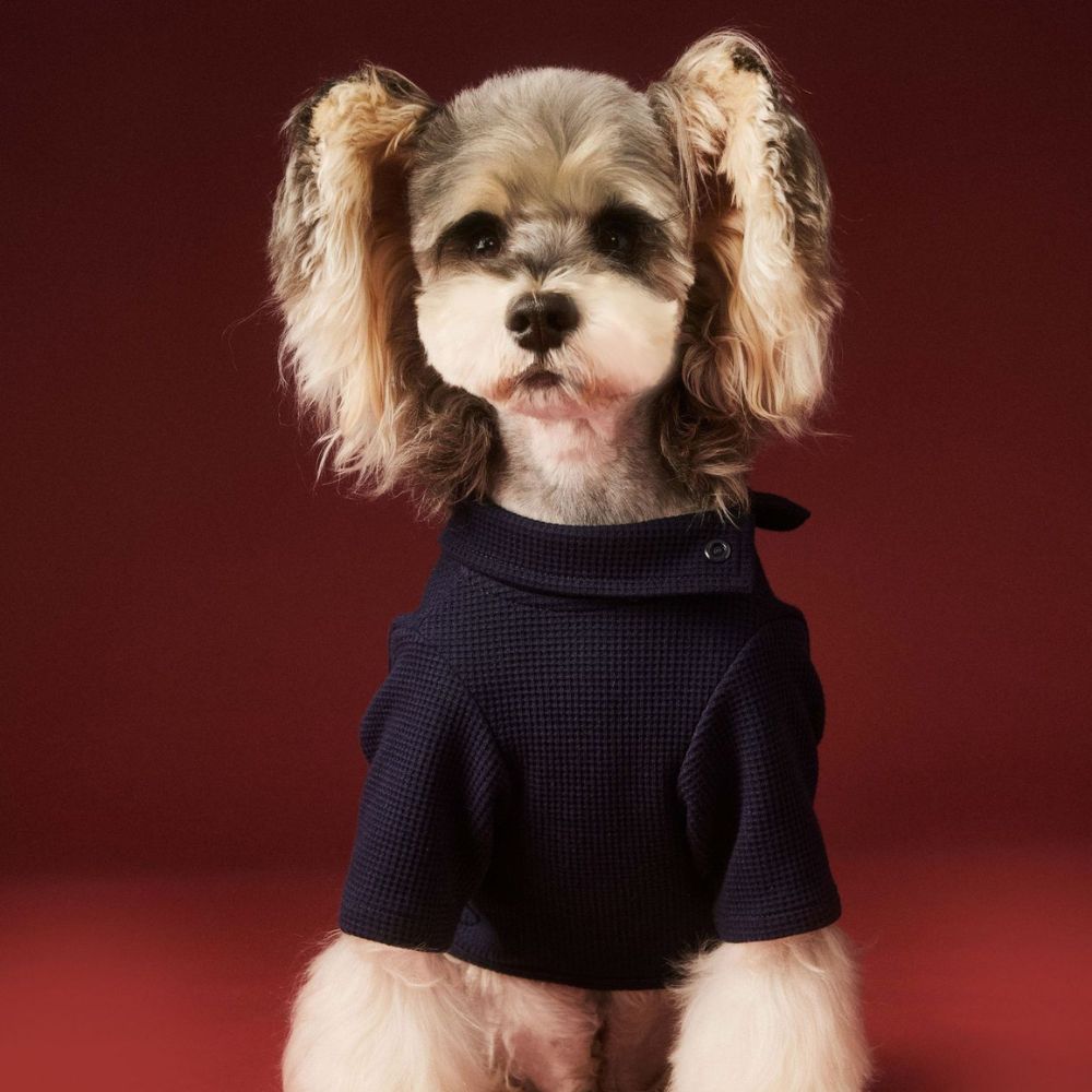 Autumn Winter Waffle Four-Leg Dog Base Shirt