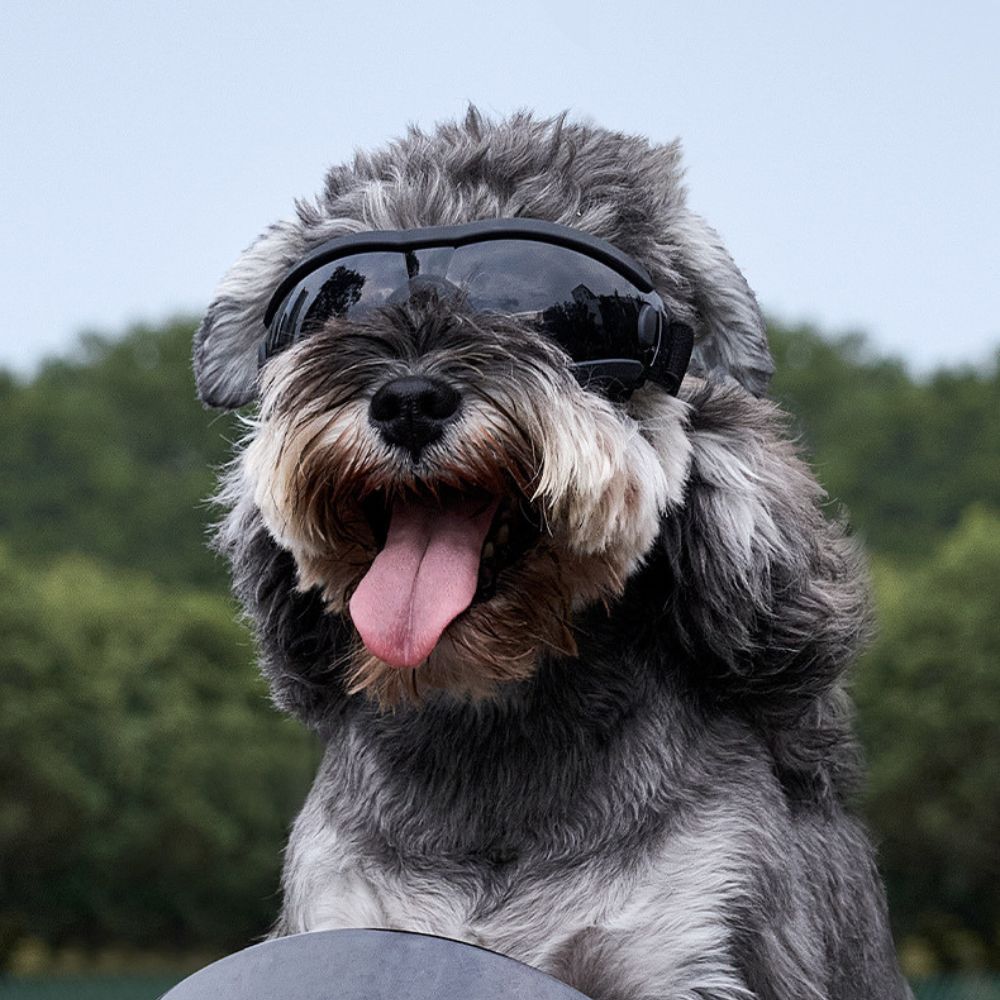Adjustable UV Protection Dog Goggles – Stylish Pet Sunglasses for Outdoor Adventures