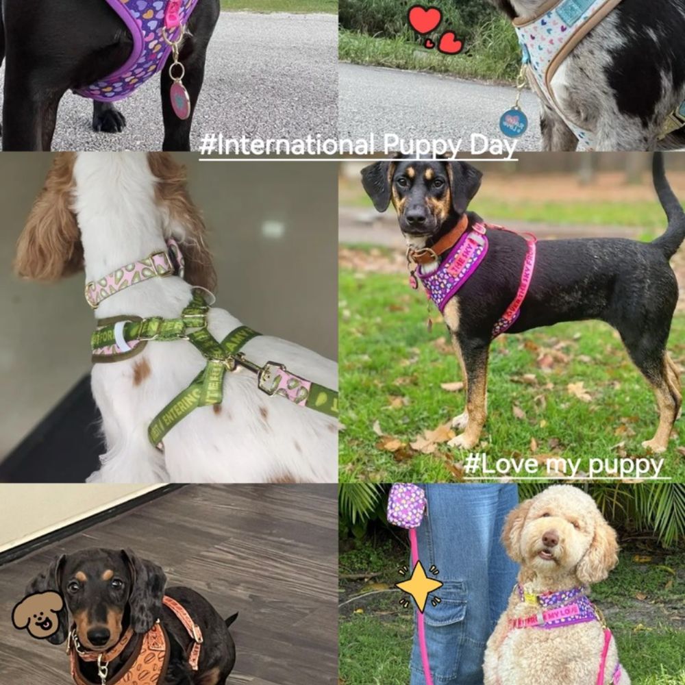 Prints and Durable Dog