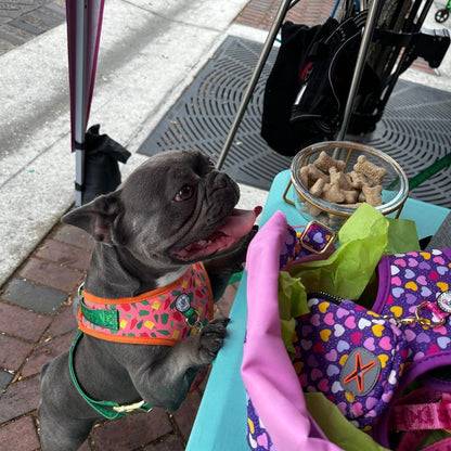 Prints and Durable Dog