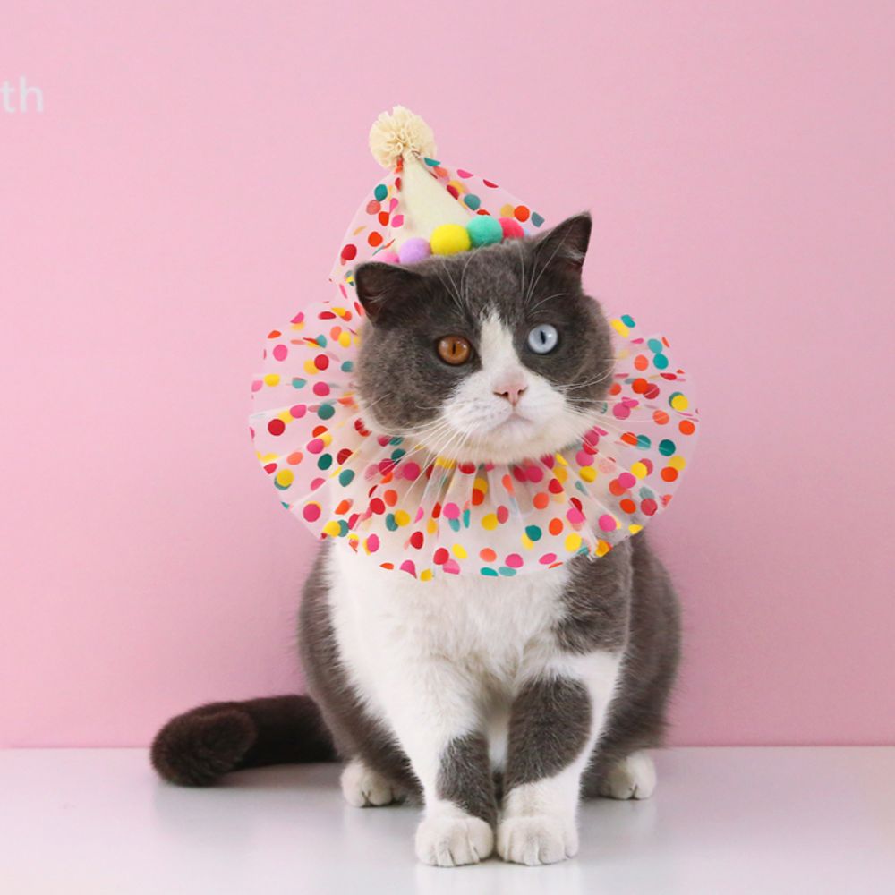 Birthday Party Cat Costume