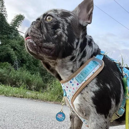 Prints and Durable Dog